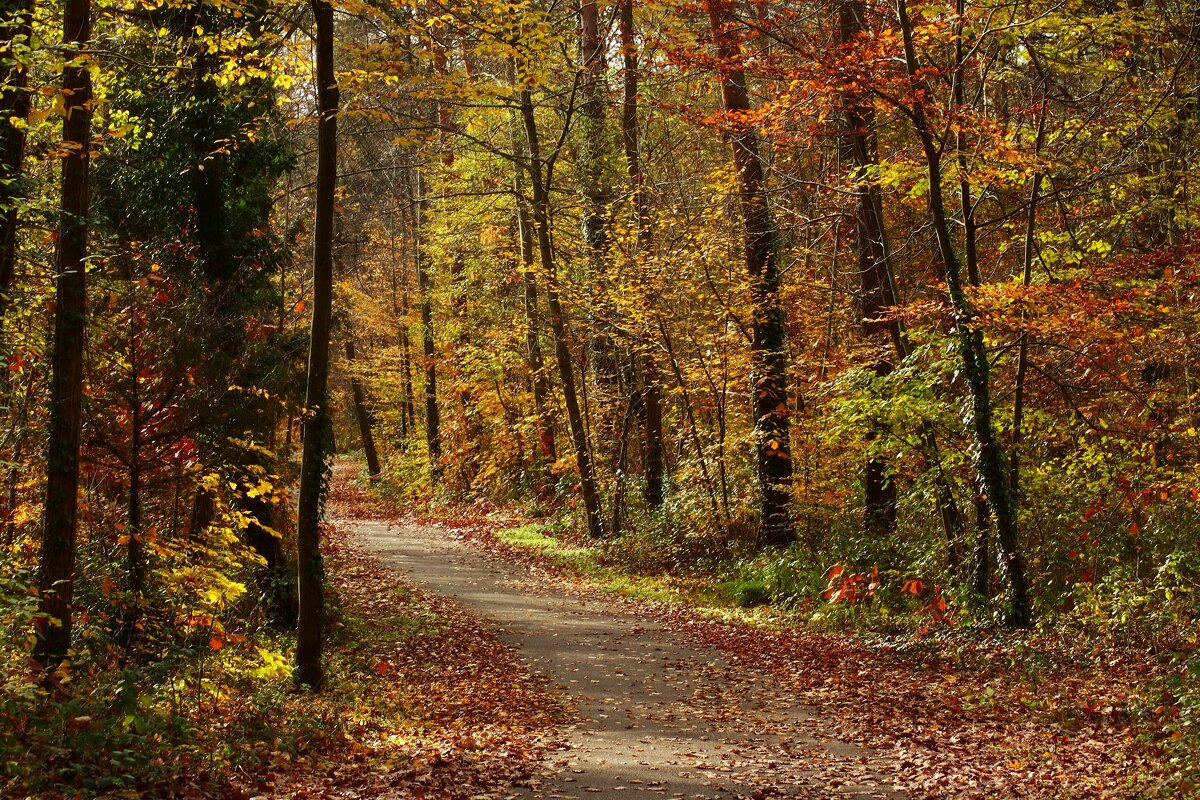 Ноябрь разукрасил лес - Юрий. Шмаков