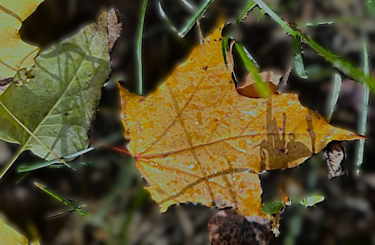 "желтый & зеленый" - Olga Oskolkova
