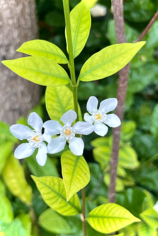 Макро - Натали Королева