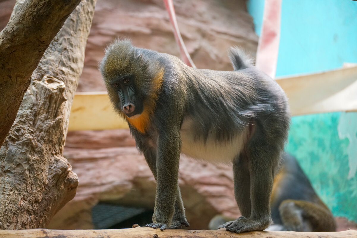 Мандрила - Иван Литвинов