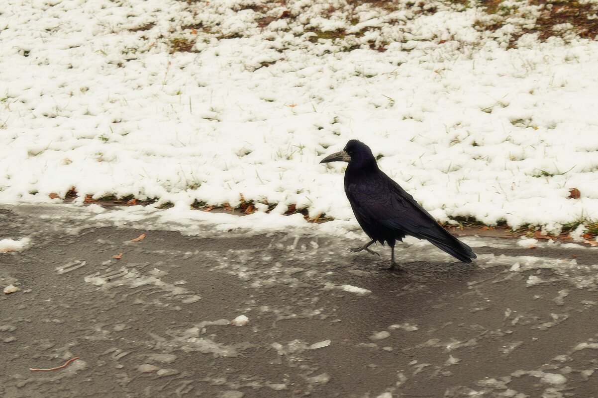 = Куда пойти? Куда податься? - - Татьяна Помогалова