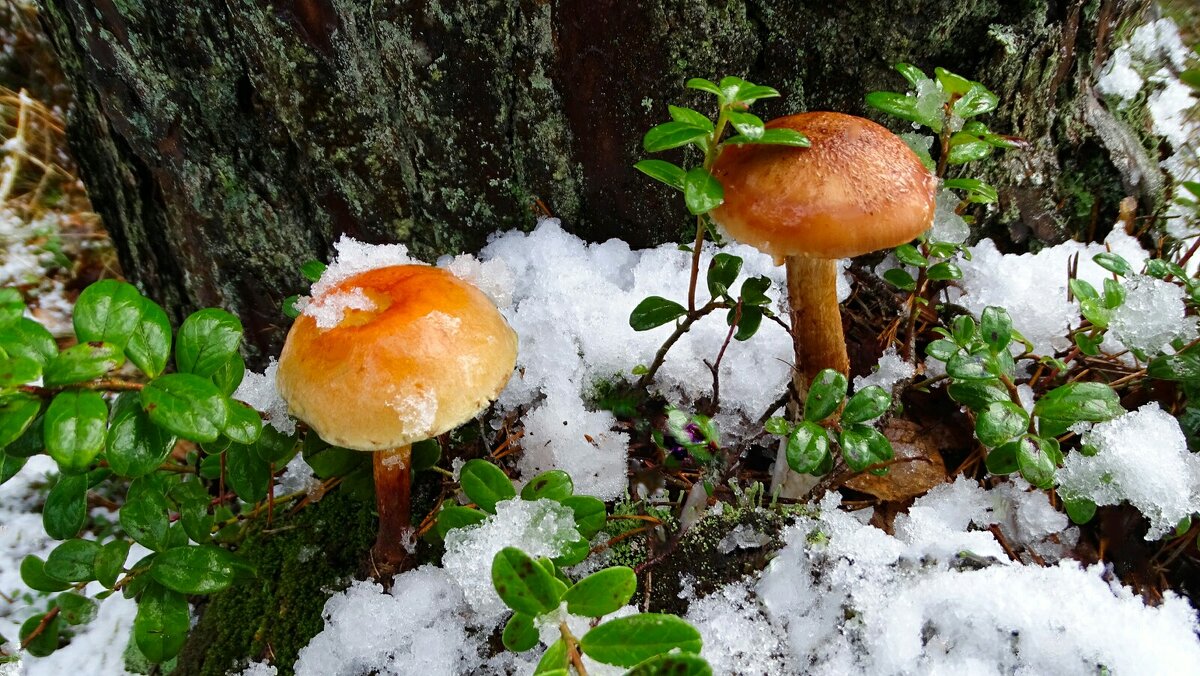 В ноябре растут грибы. - Милешкин Владимир Алексеевич 
