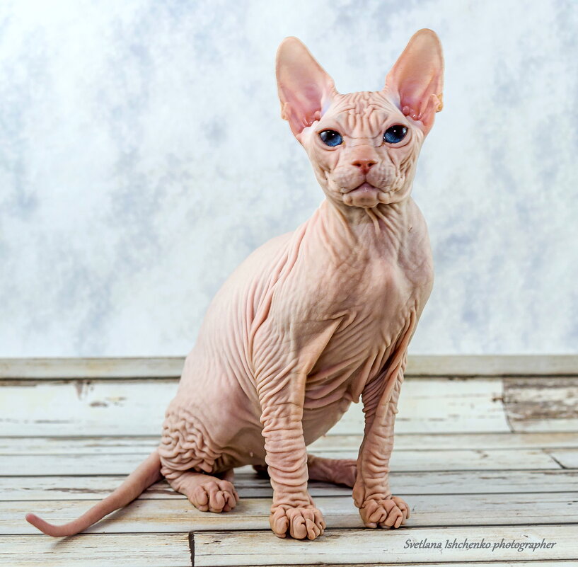 Канадский сфинкс - Светлана Ищенко