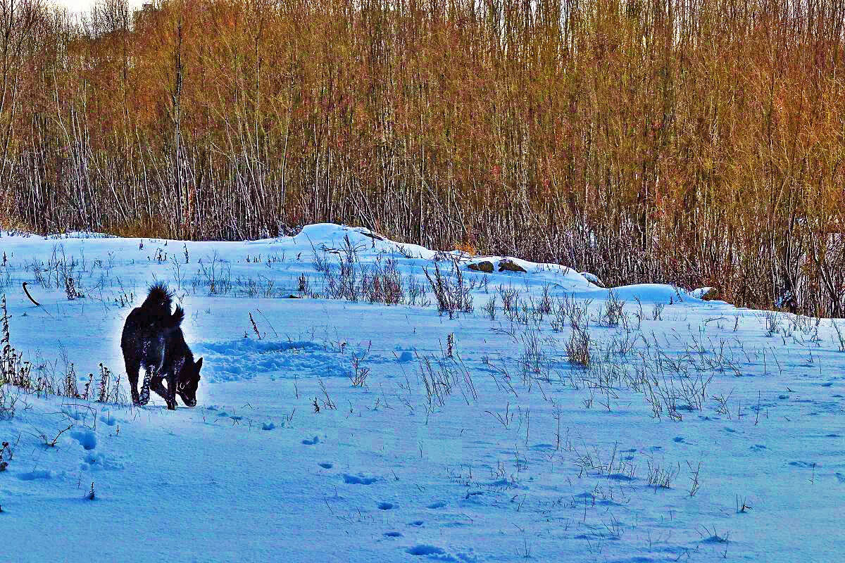 Ноябрь...Пес учуял лисий след! - Владимир 