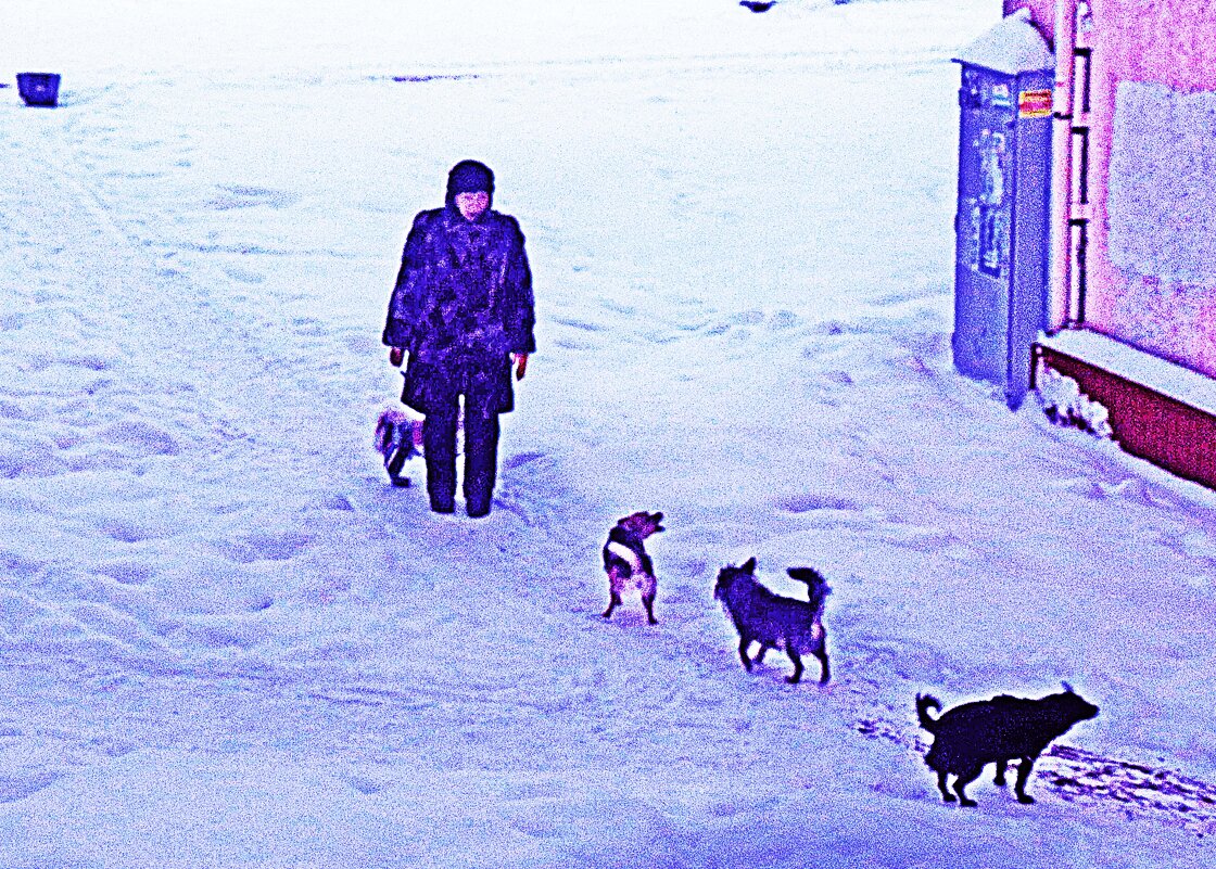 Утро ноября...На прогулке с собачками! - Владимир 