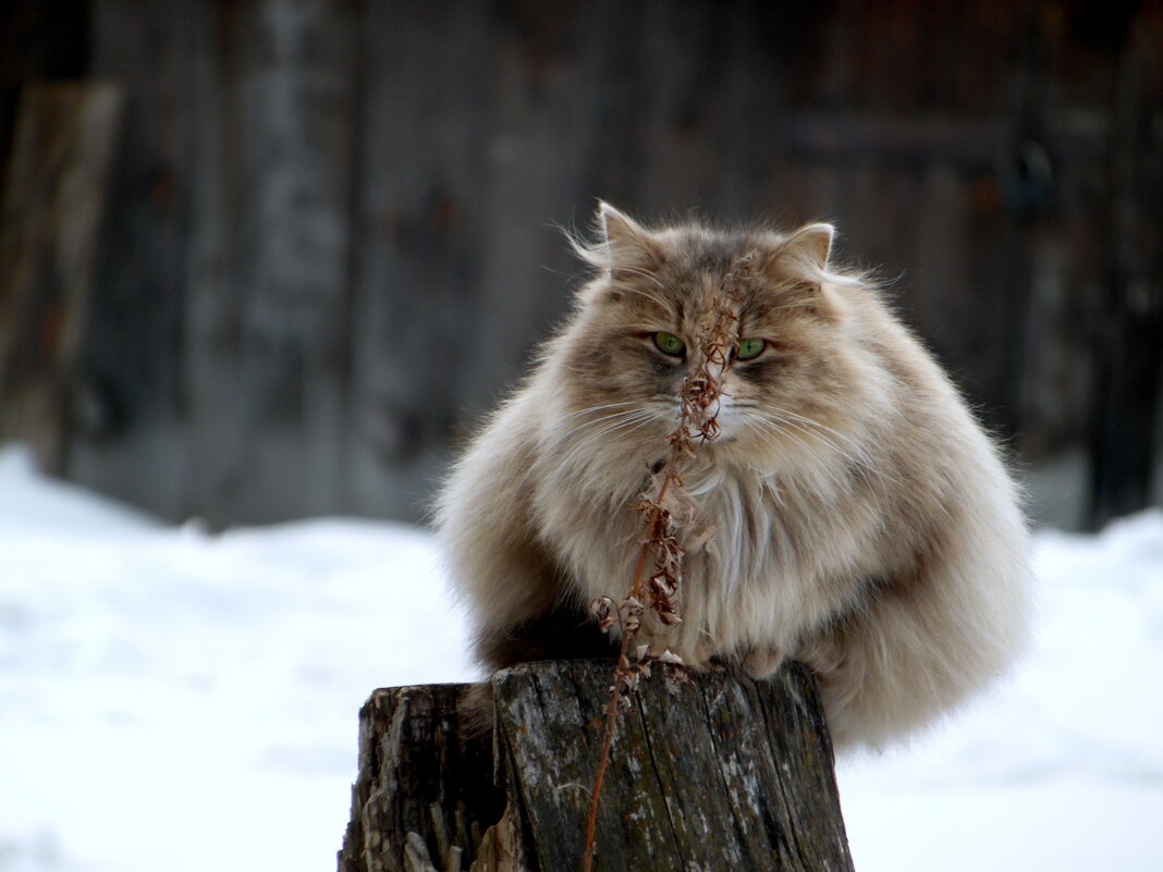 За травинкой спрячусь от тебя... - nadyasilyuk Вознюк