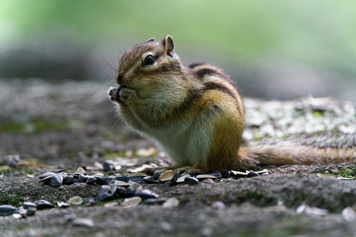 Перекус - Вячеслав Алтай