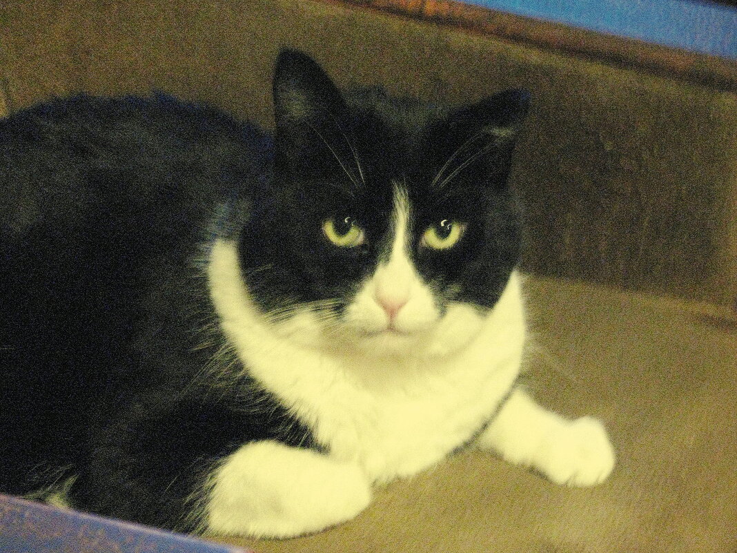 Всем привет! - Людмила Смородинская