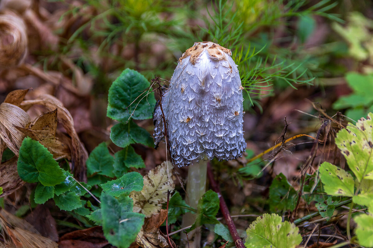 Навозник белый. - Анатолий. Chesnavik.