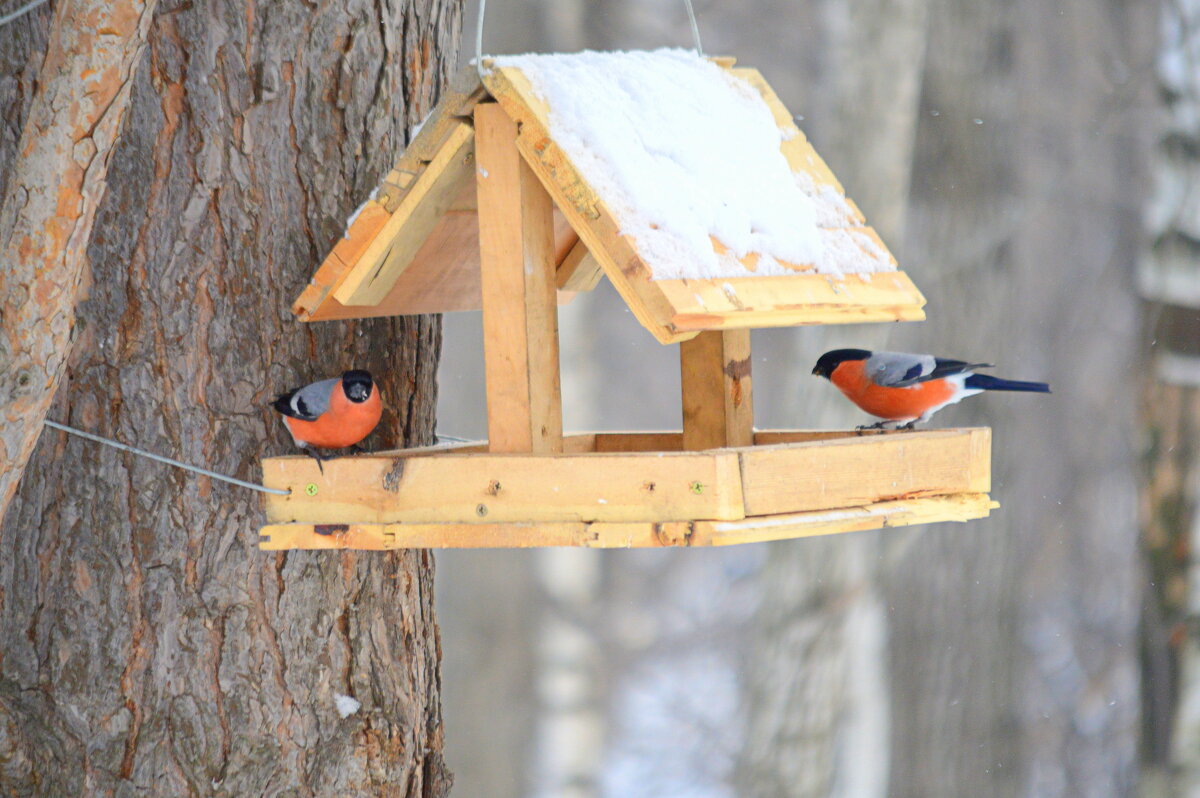 Подкармливаем птиц в снежную зиму - Татьяна Лютаева Подкармливаем птиц в снежную зиму - Татьяна Лютаева