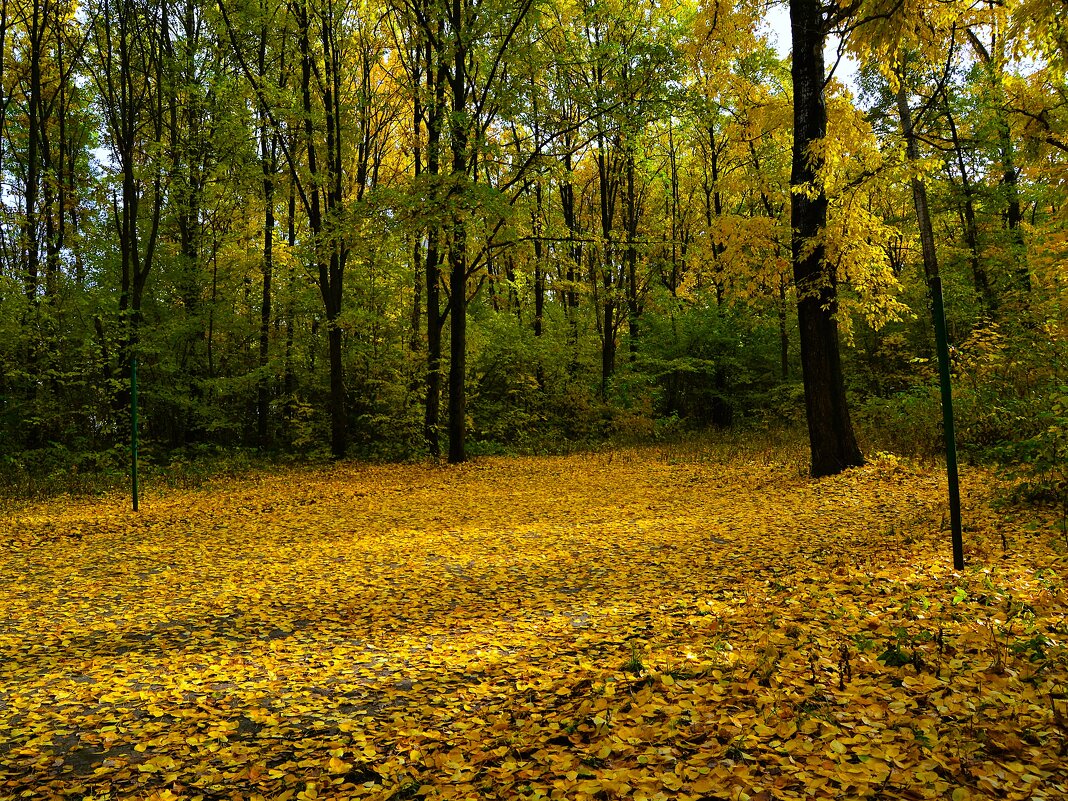 Новочебоксарск. Ельниковская роща осенью. - Пётр Чернега