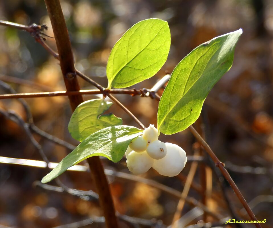 Этюды ноября... - Андрей Заломленков