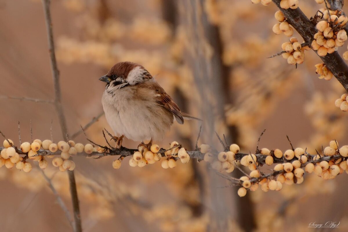 ..... - Sergey (Apg)