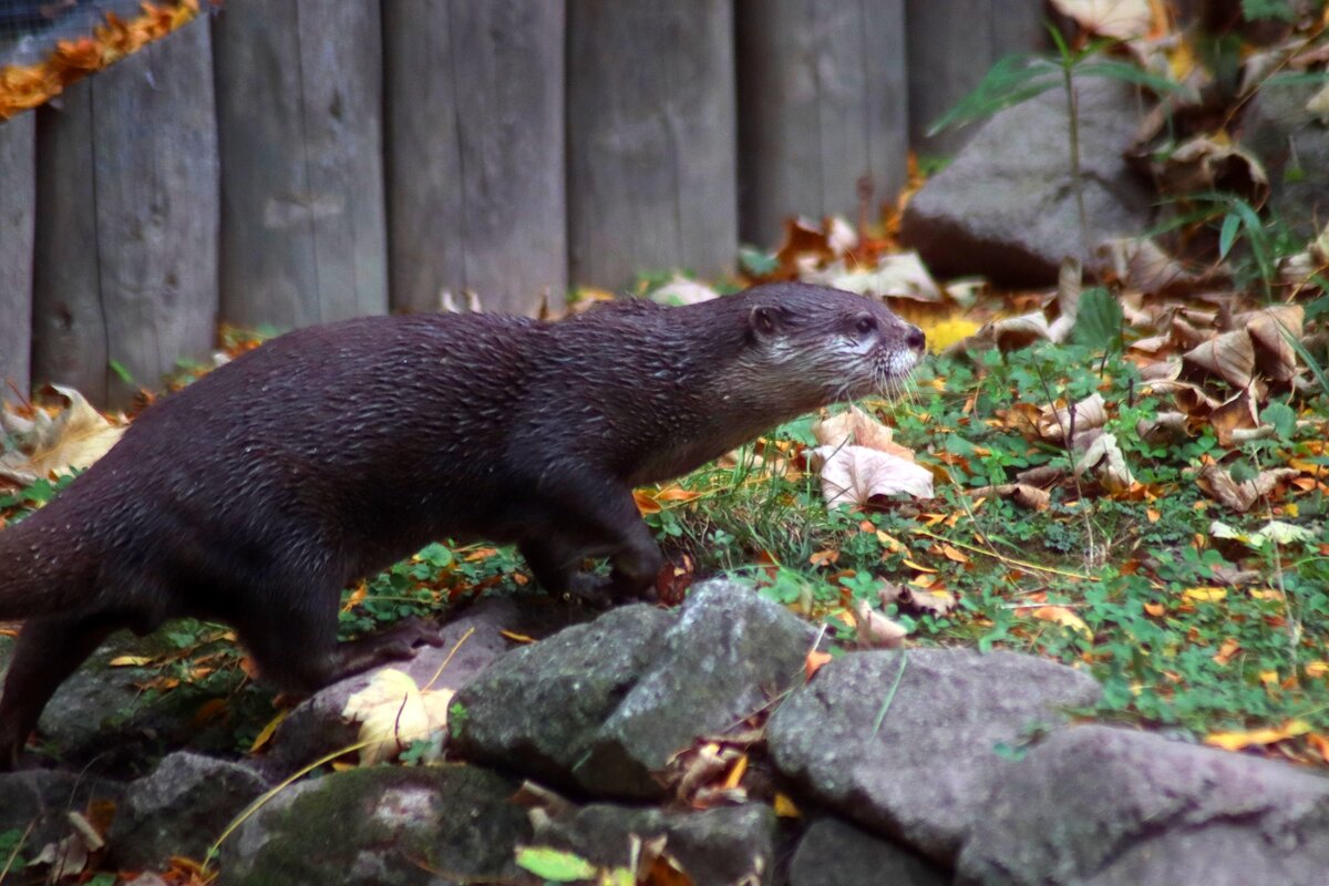 Добыча близка - Юрий. Шмаков