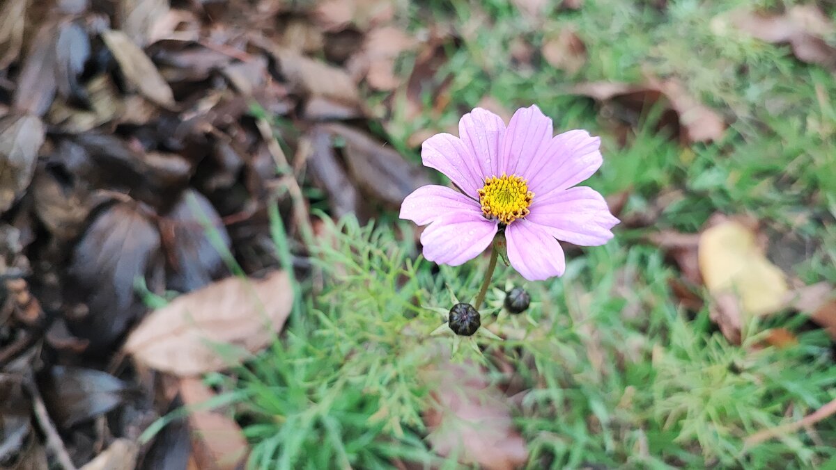 ,,, - Сергей Тимоновский