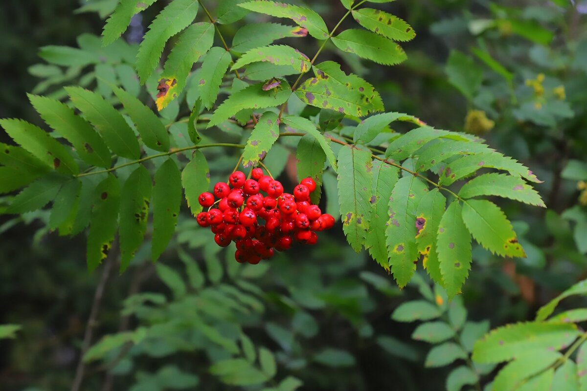 рябинка - Владимир иванов