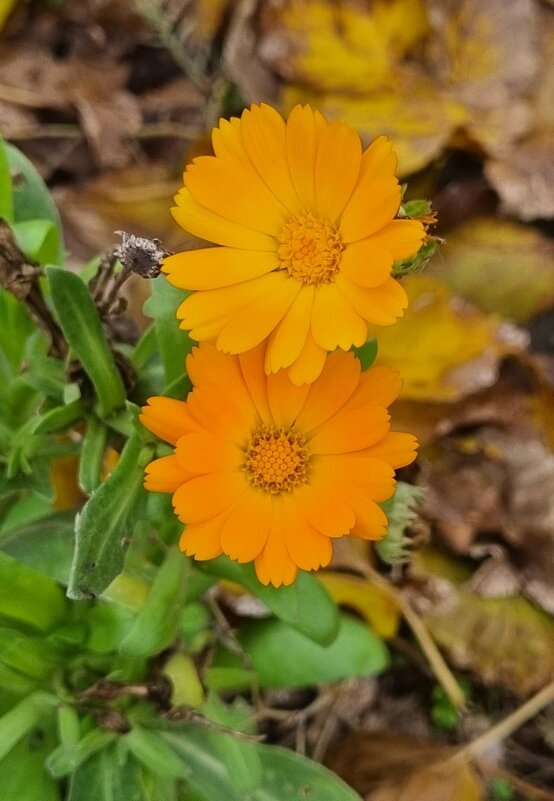 Ноябрьские цветы - Наталья 