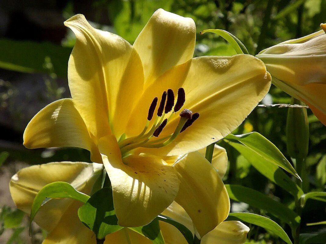 Летним солнечным днём! - Нина Андронова