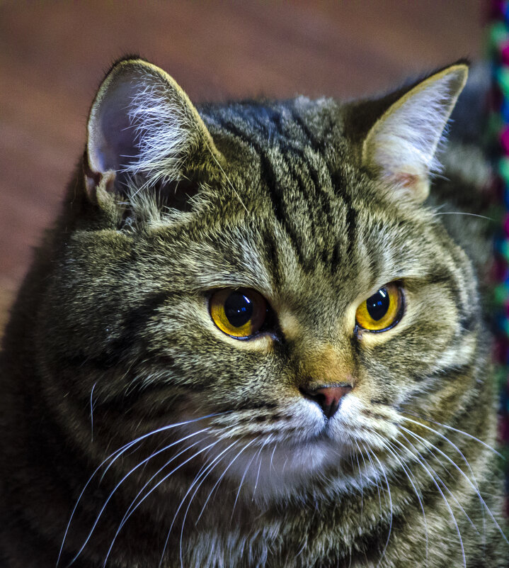 скоттиш страйт - Гриша  6х9 или 9х12