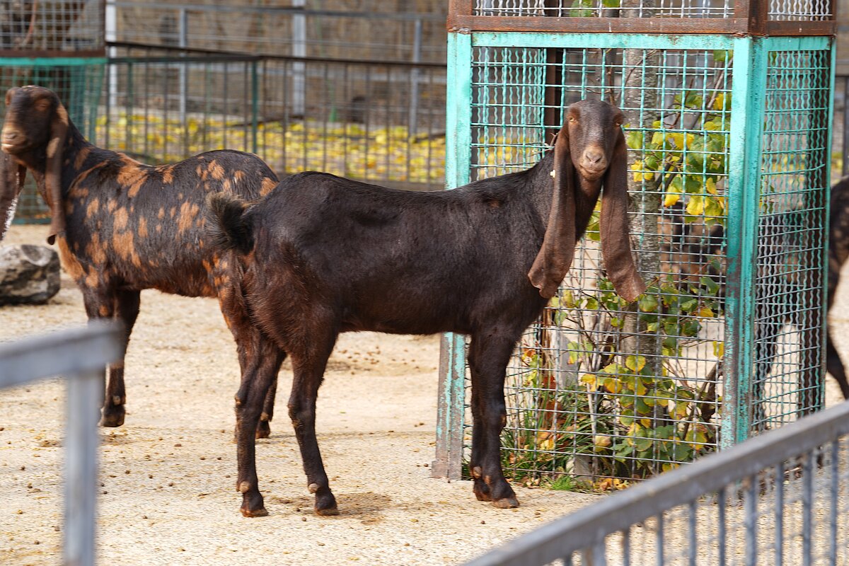 В парке Тайган - Татьяна Тюменка
