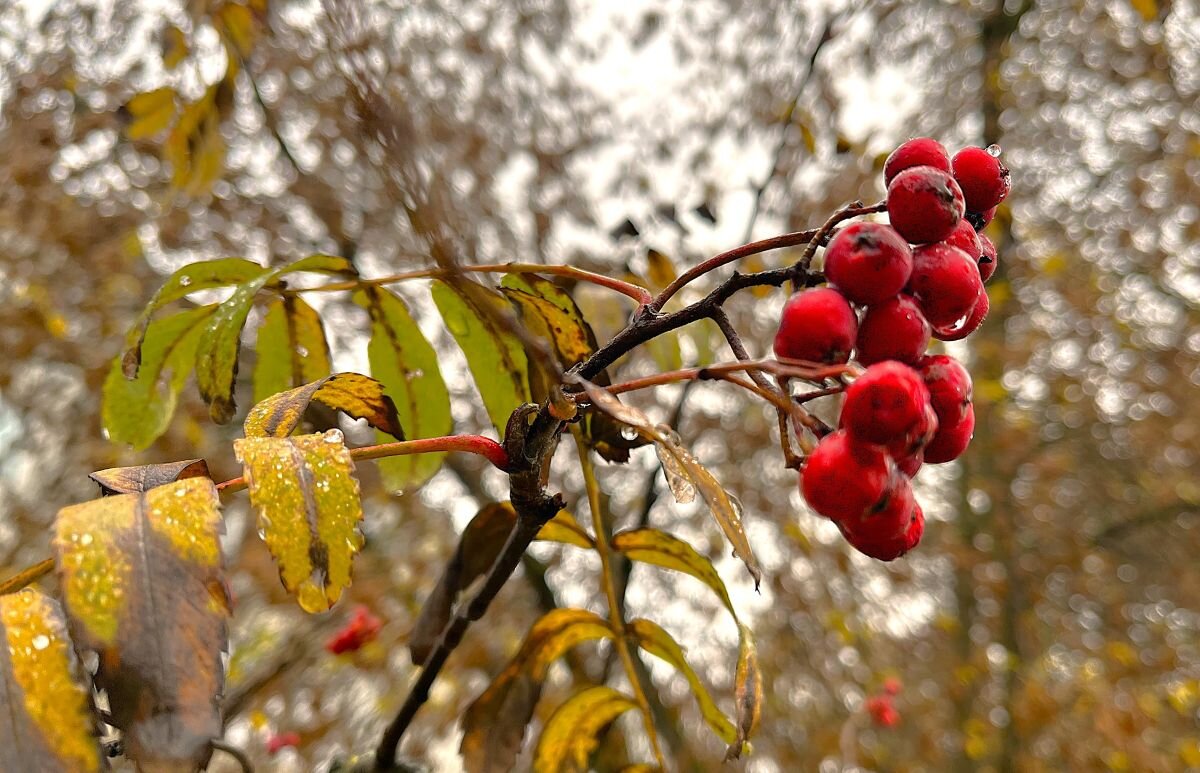 дождливое... - Olga Oskolkova