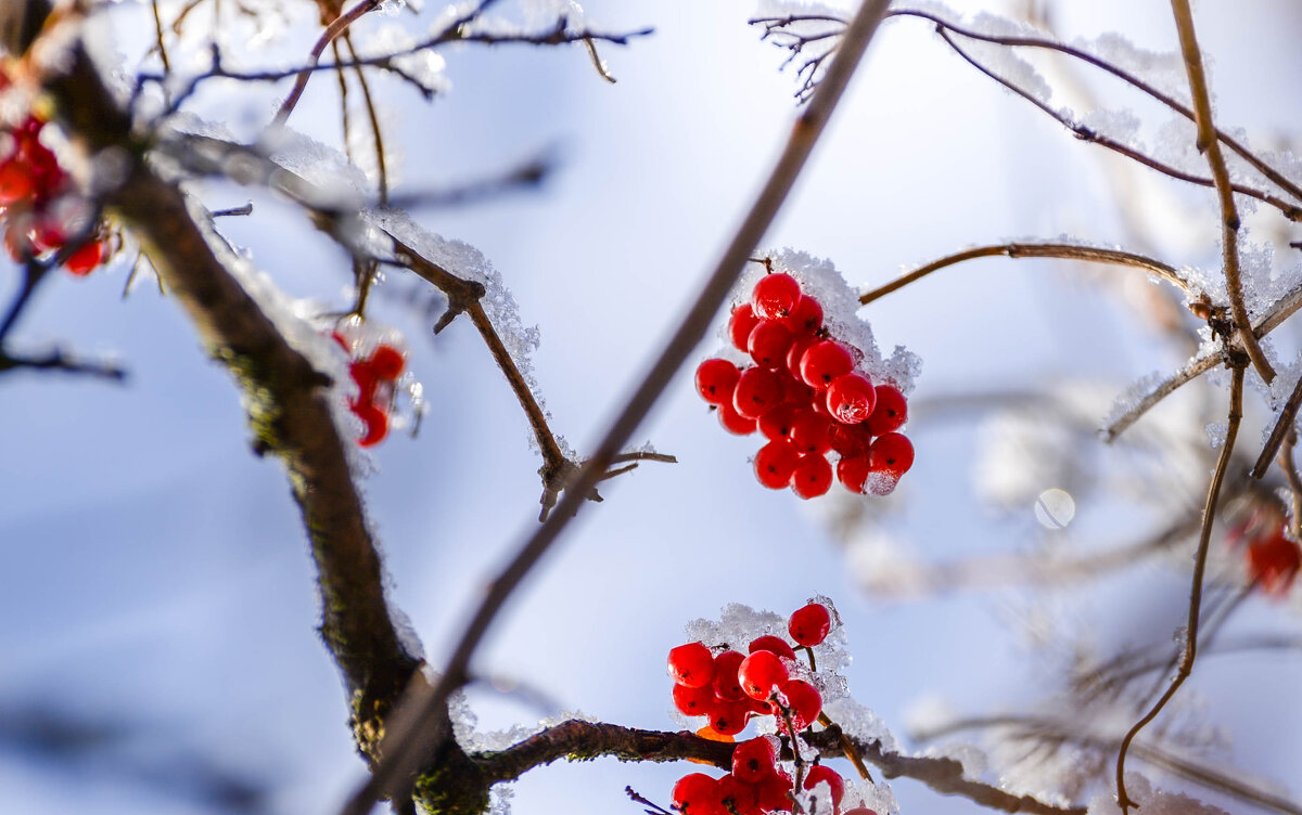 **** - Анатолий Портнов