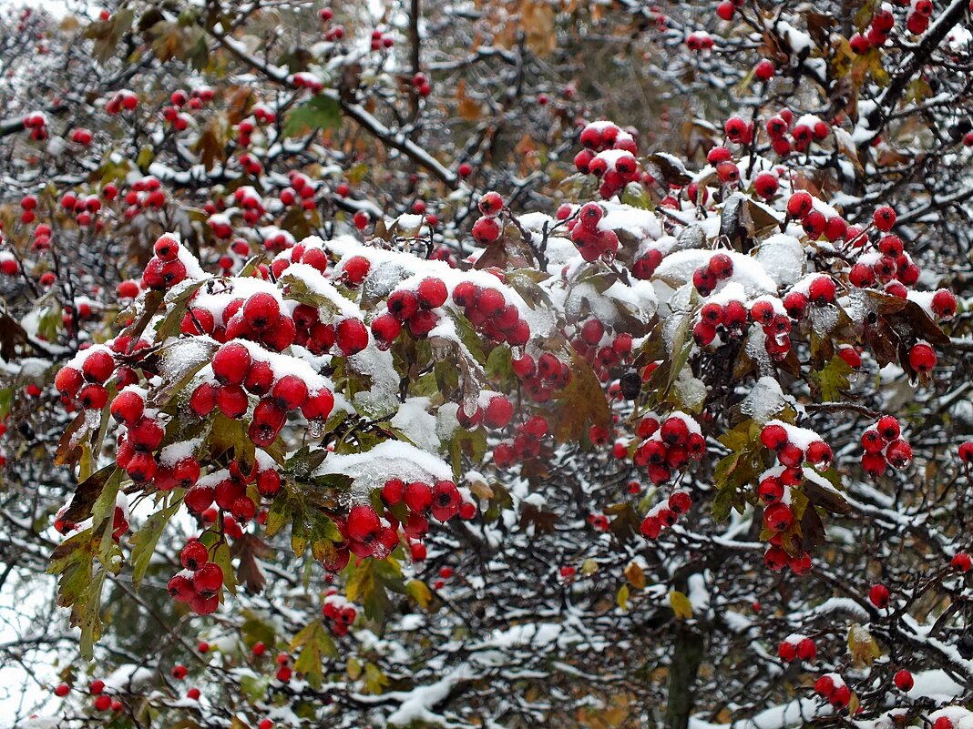 * - Зоя Мишина