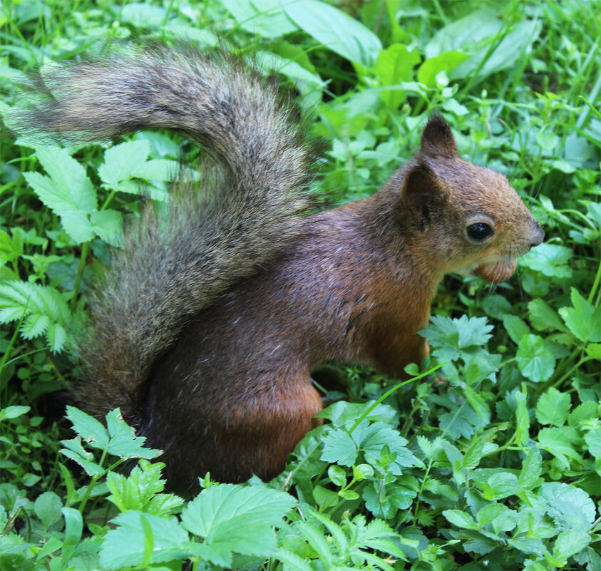 с добычей - Любовь ***