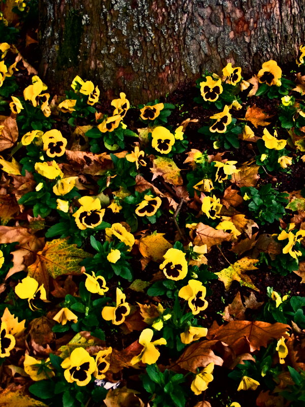 Осень 59 - Алексей Кузнецов