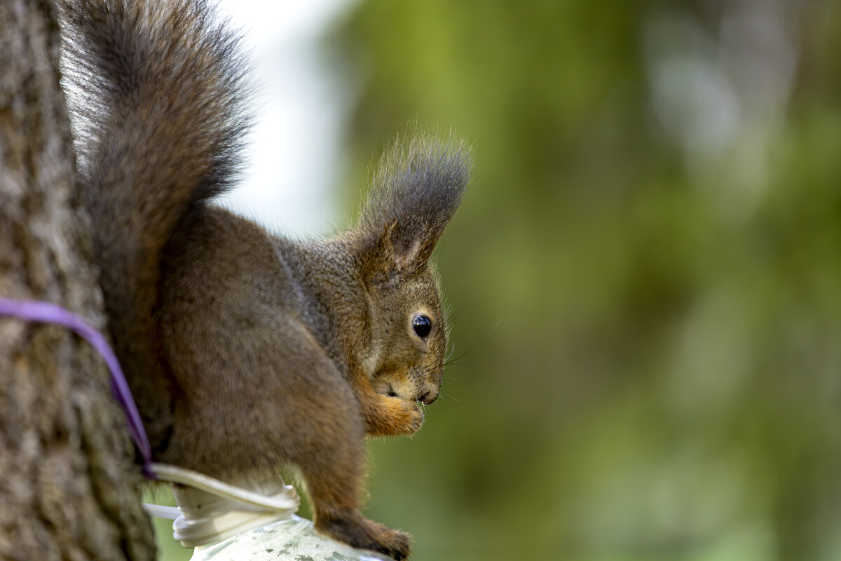 *** - Николай Климович