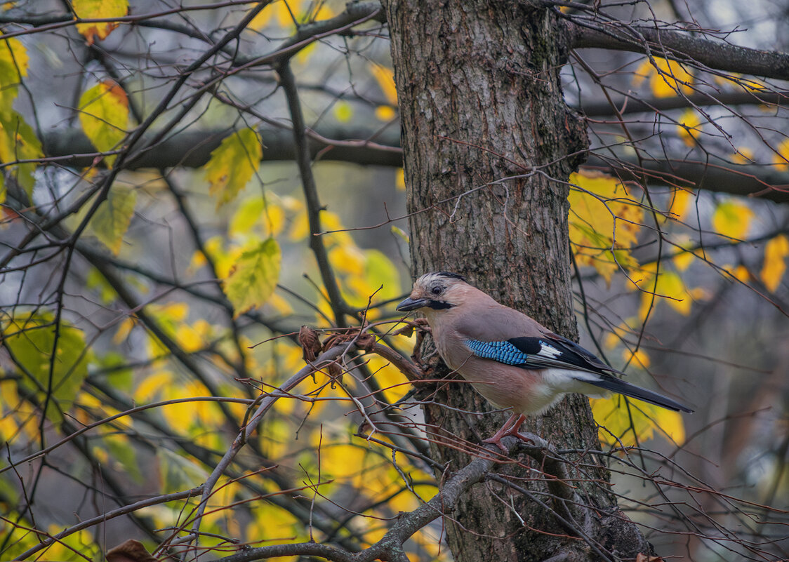 Сойка - Игорь Протасов