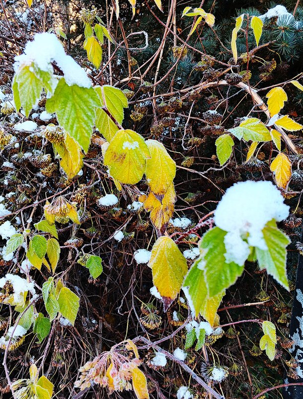 В ноябрь ворвалась зима. - Василий Палий В ноябрь ворвалась зима. - Василий Палий