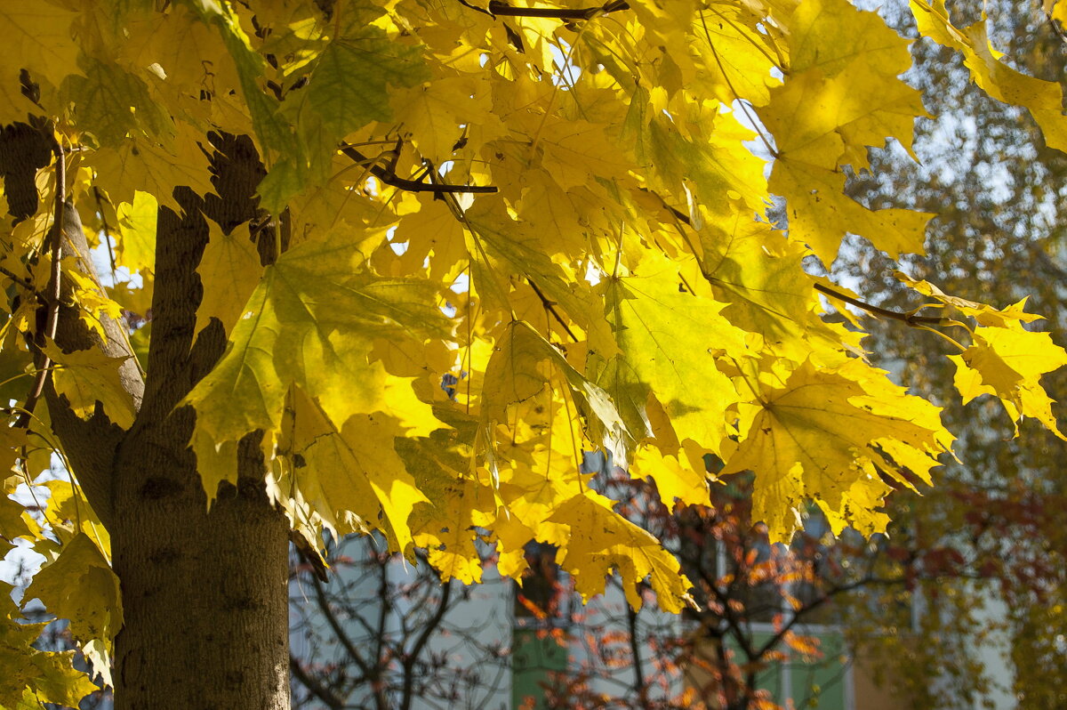 ... - Елена Пономарева