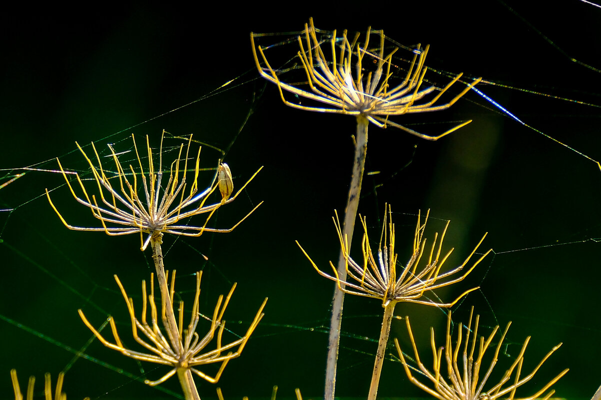На суше или в воде ? - Георгий А На суше или в воде ? - Георгий А