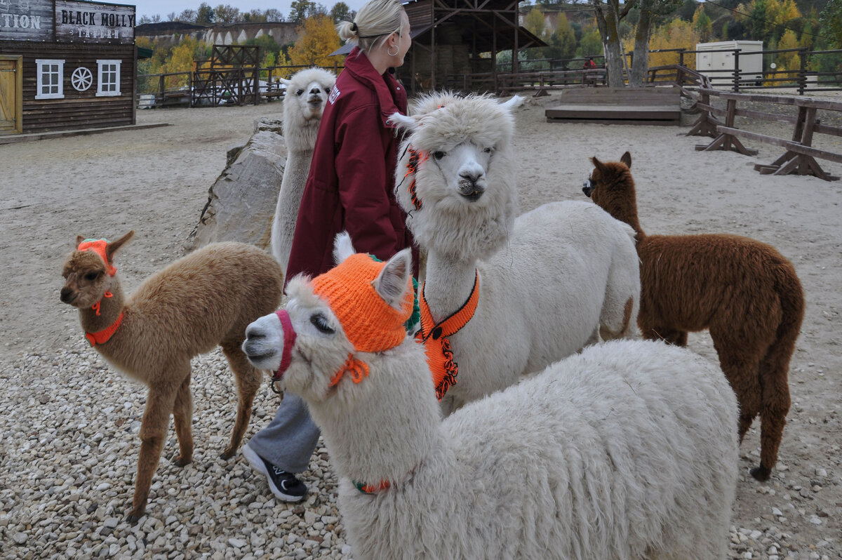 Альпаки и экскурсовод - Татьяна Машошина