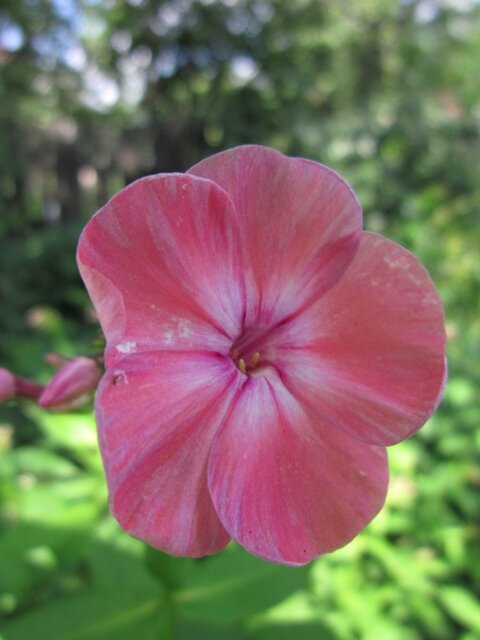 Флокс Аня Гаганова - Дмитрий Никитин