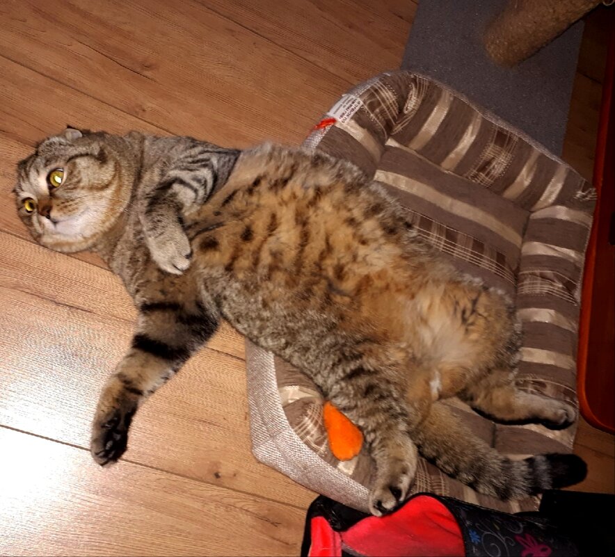 Выпал из гнезда - светлана льдокова