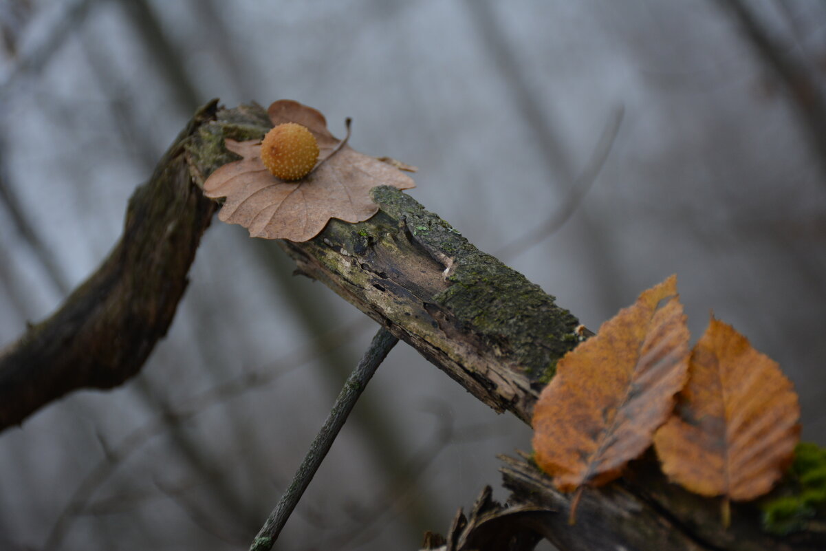 Репортаж из осени ...3 - александр донченко