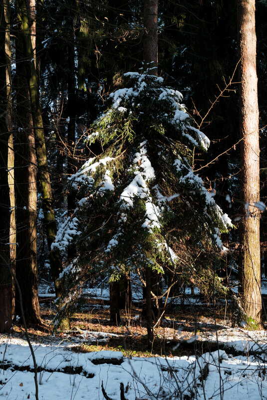 Елочка - Dar(k) Life Елочка - Dar(k) Life