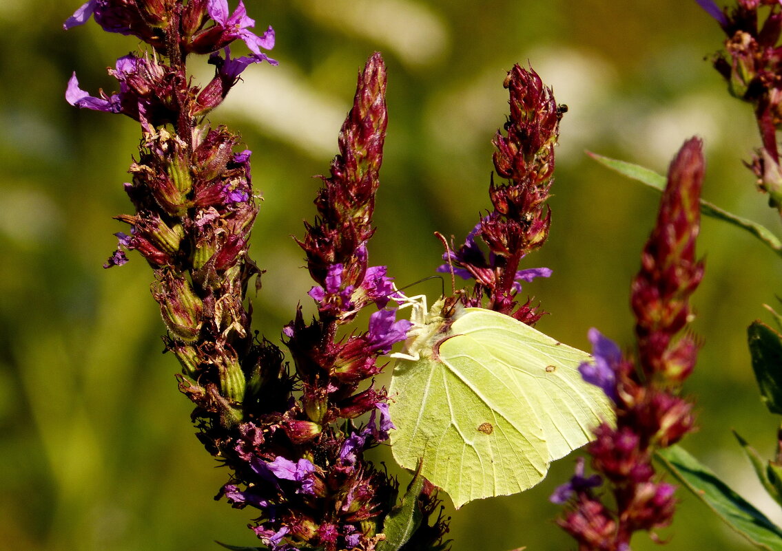 опять про бабочек...51 - Александр Прокудин