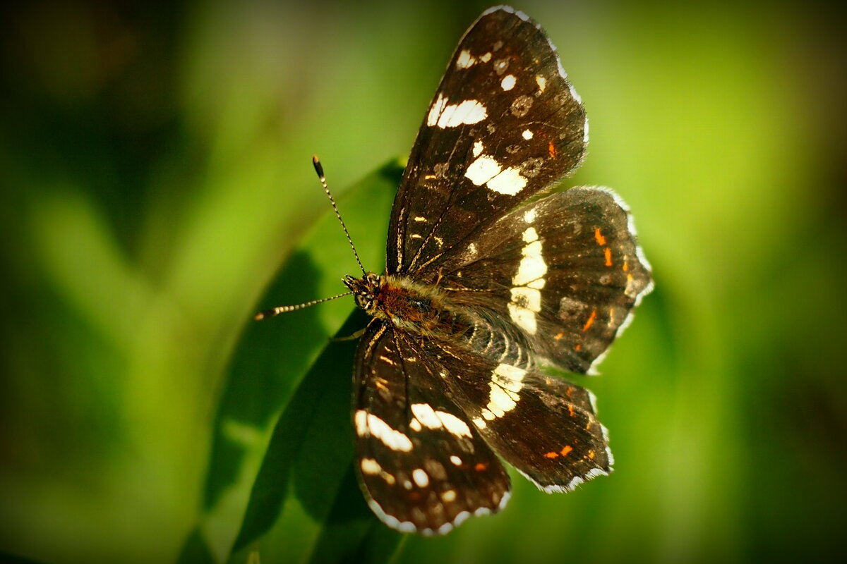 опять про бабочек...54 - Александр Прокудин опять про бабочек...54 - Александр Прокудин