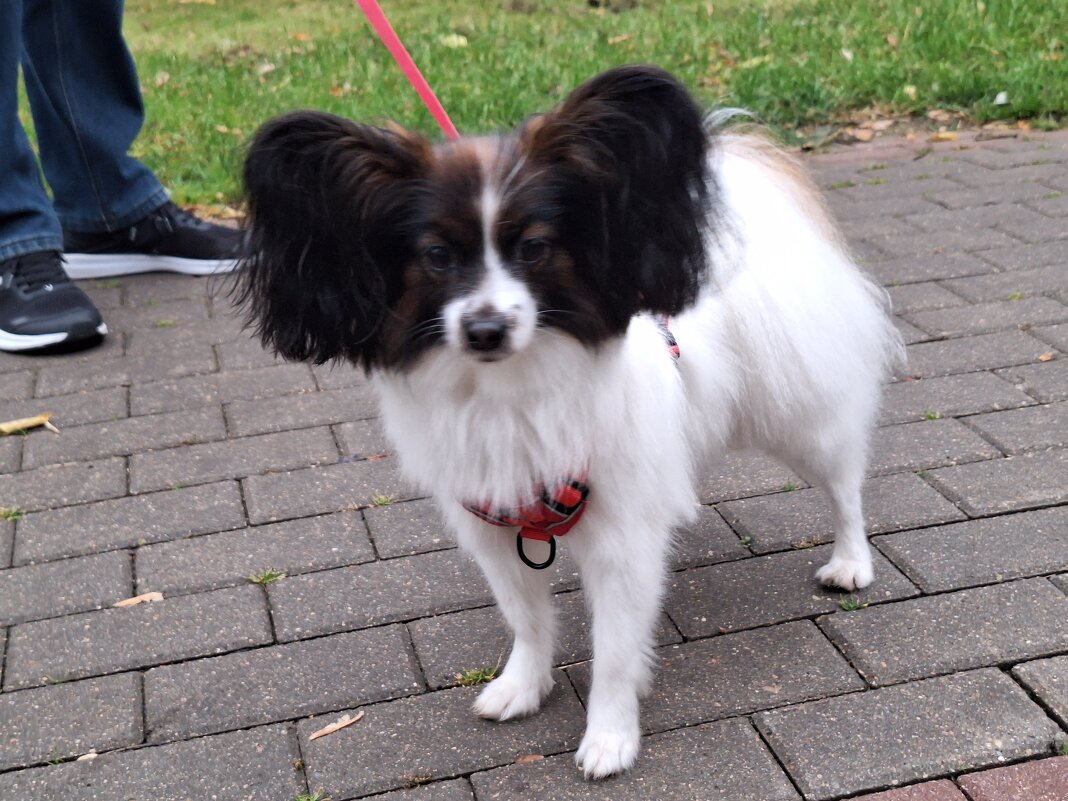 Лопоухий - Наталья 