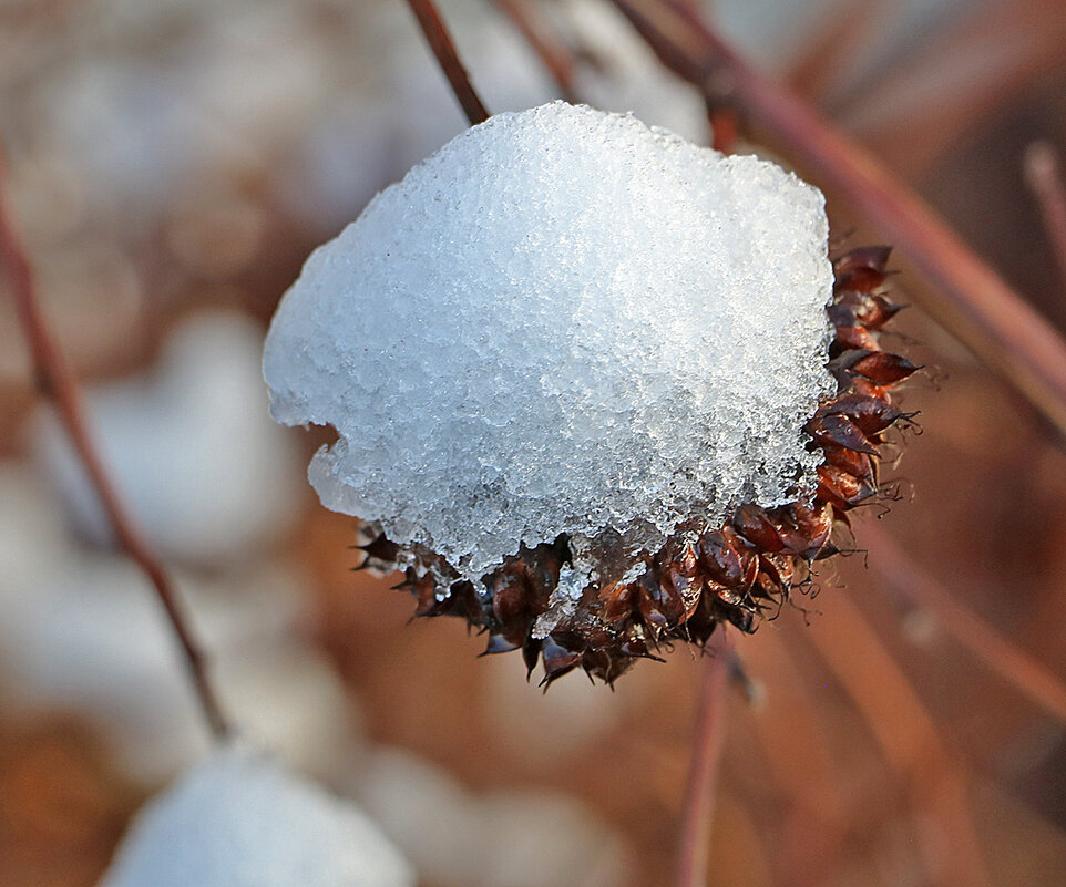 15 ноября - Светлана 