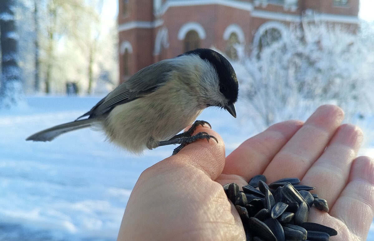 Пухляк - Сапсан 