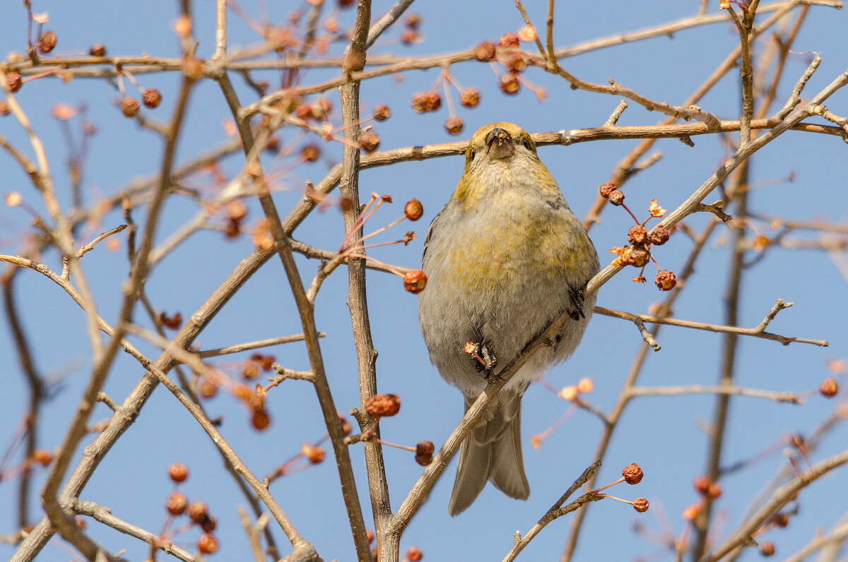 Щур - Виктор Иванович Чернюк