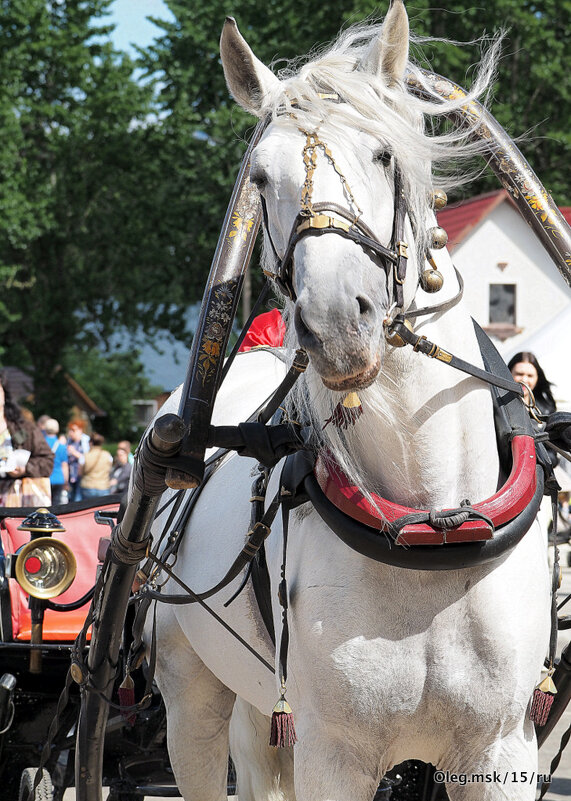 позирует - Олег Лукьянов