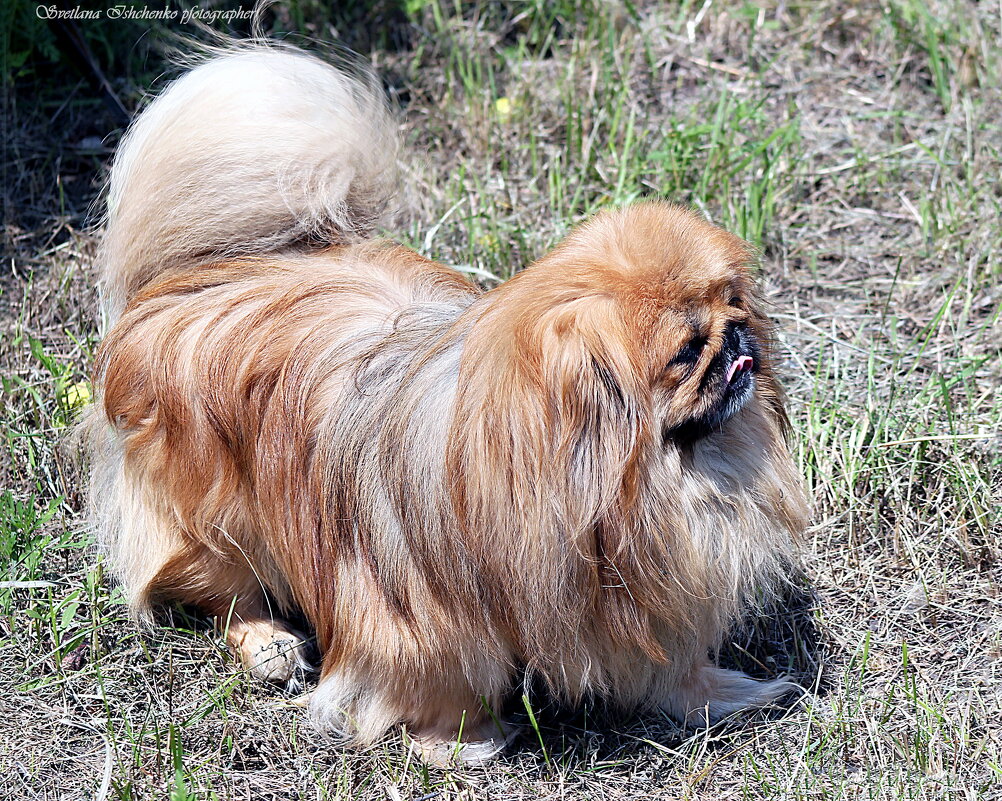 ... - Светлана Ищенко