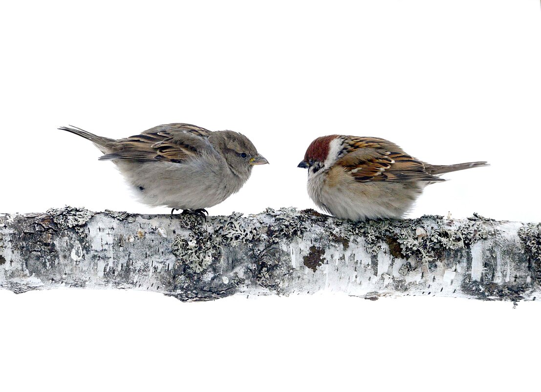 Ну и где ты шлялся всю ночь? - Михаил Белоусов