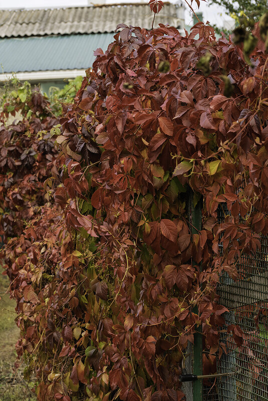 Девичий виноград - Игорь Сикорский