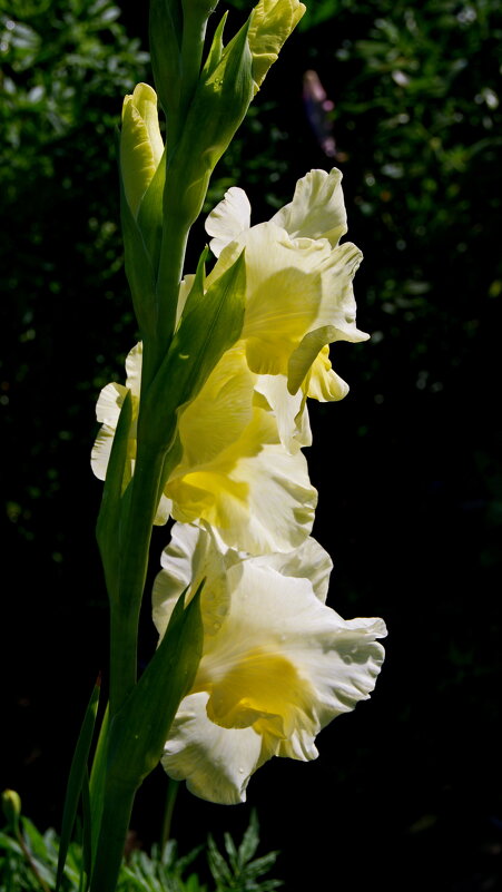 Гладиолус. - сергей ермошкин